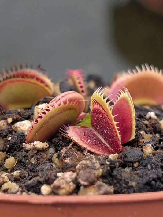 Planta carnívora - Dionaea muscipula 'Sandokan' - Carniterrace - Comprar en tienda online