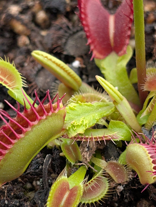 Planta carnívora - Dionaea muscipula 'Schuppenistiel I' - Carniterrace - Comprar en tienda online