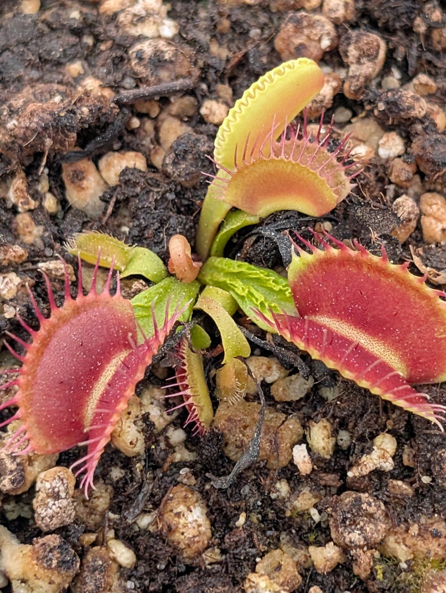 Planta carnívora - Dionaea muscipula 'Schuppenistiel I' - Carniterrace - Comprar en tienda online