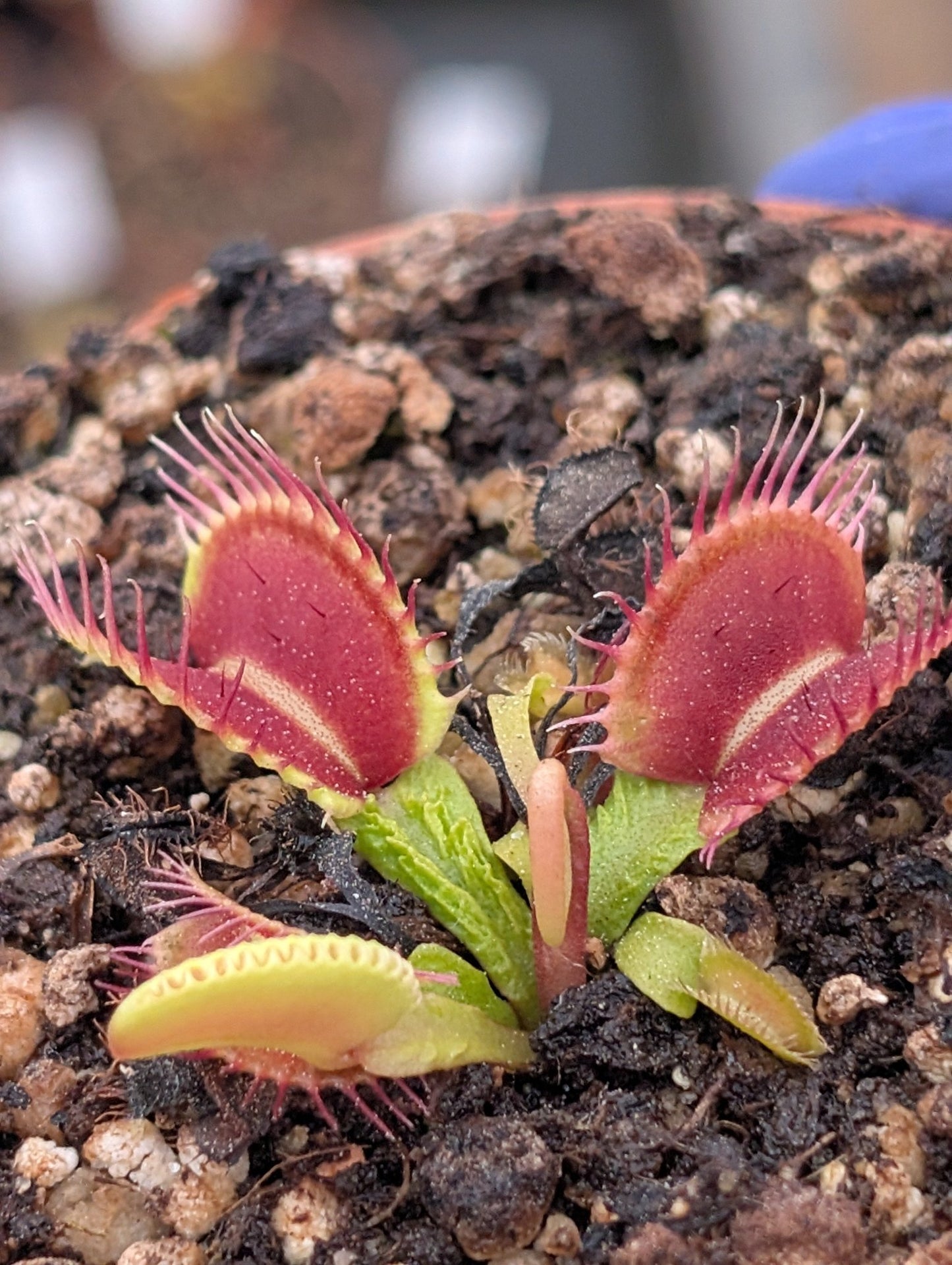 Planta carnívora - Dionaea muscipula 'Schuppenistiel I' - Carniterrace - Comprar en tienda online