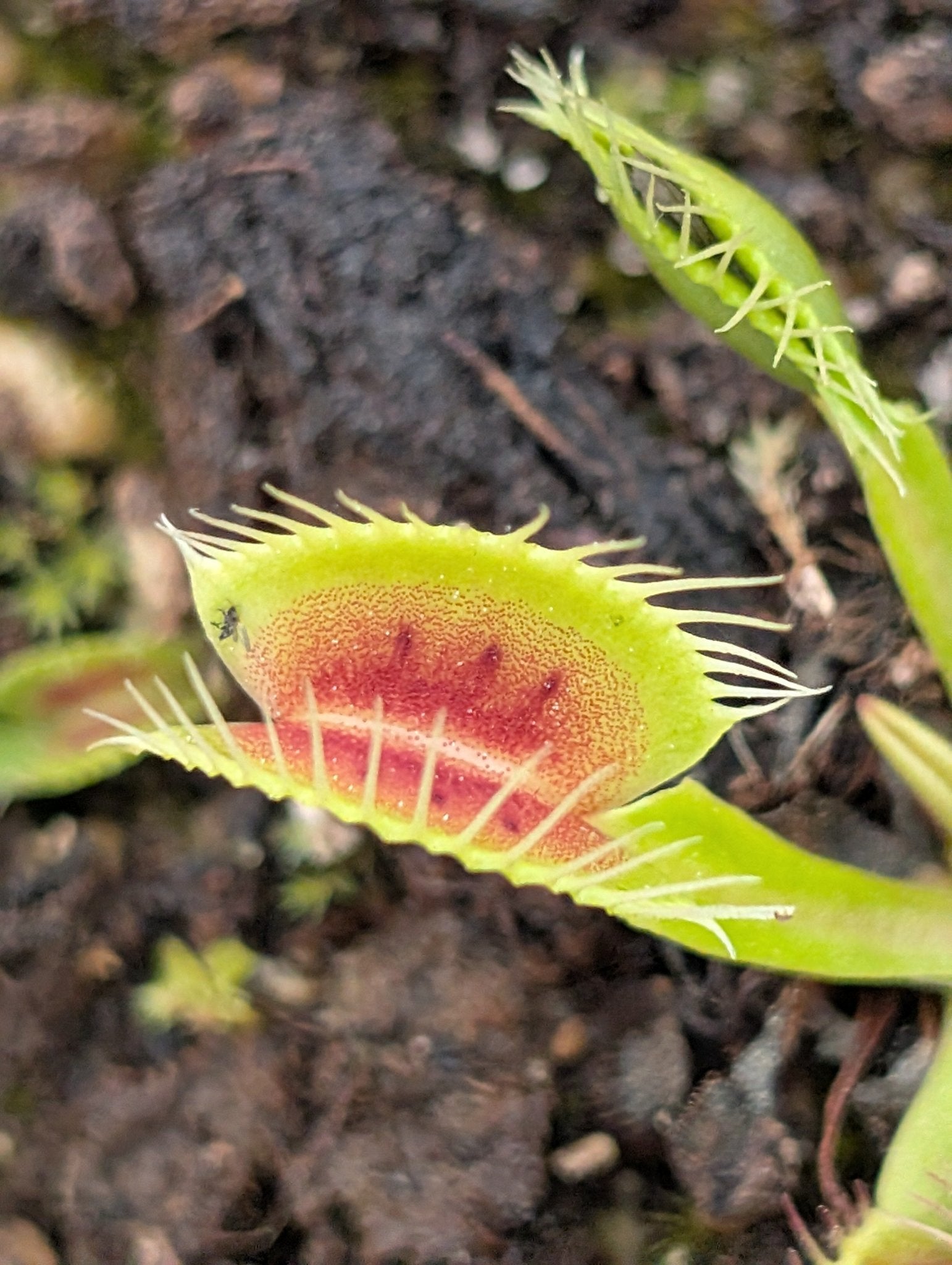 Planta carnívora - Dionaea muscipula 'SMOG' - Carniterrace - Comprar en tienda online