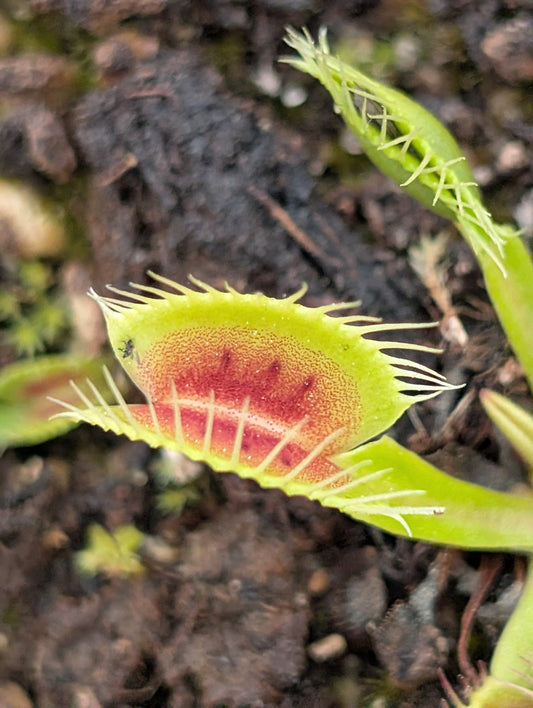 Planta carnívora - Dionaea muscipula 'SMOG' - Carniterrace - Comprar en tienda online
