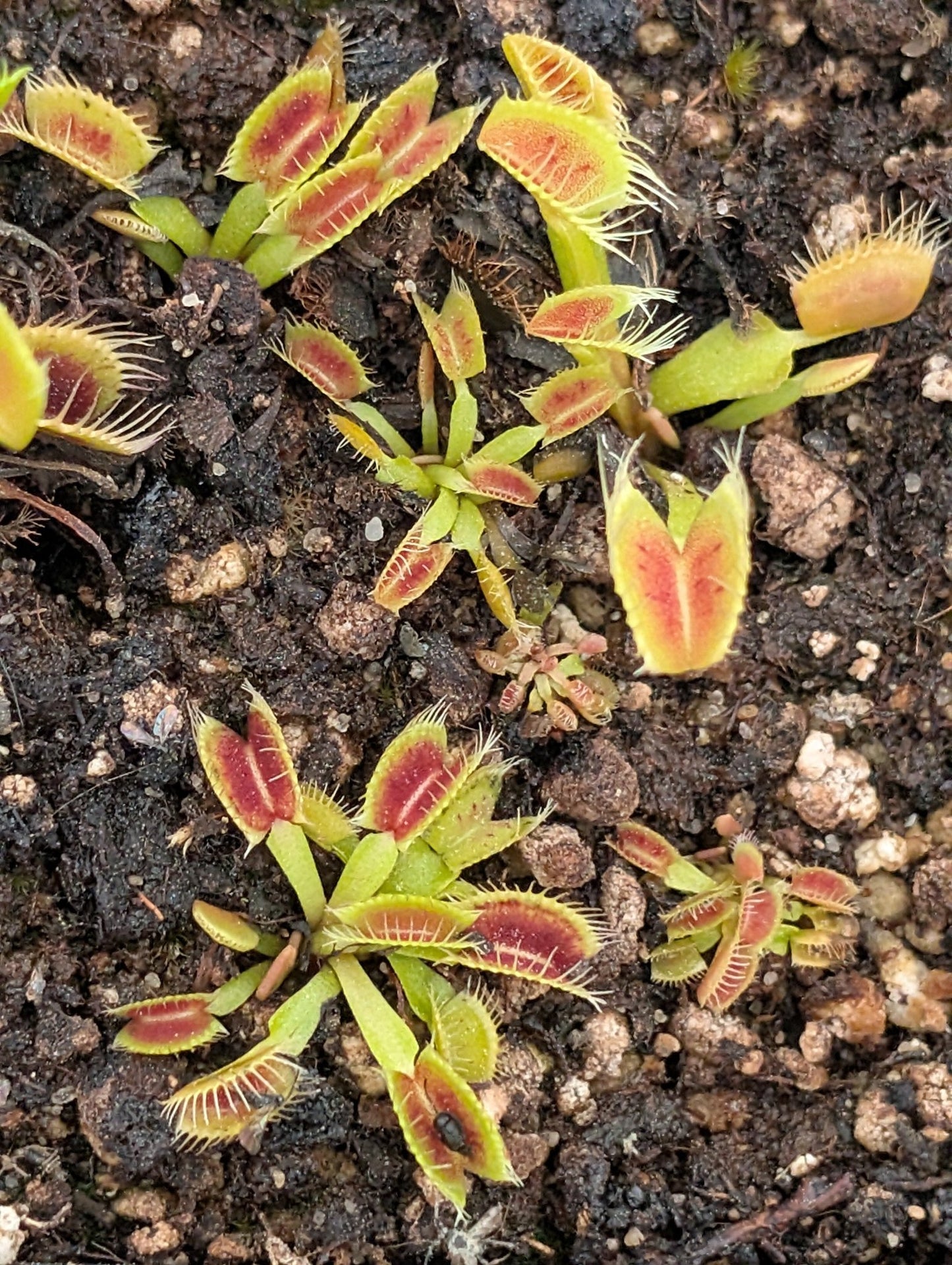 Planta carnívora - Dionaea muscipula 'SMOG' - Carniterrace - Comprar en tienda online