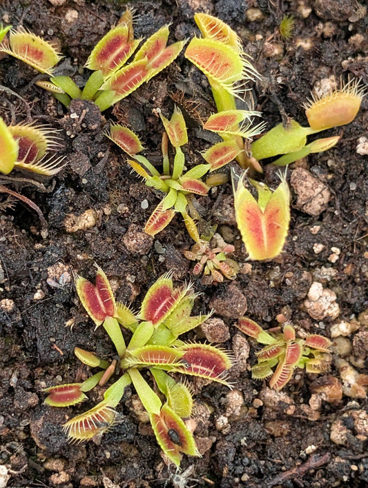 Planta carnívora - Dionaea muscipula 'SMOG' - Carniterrace - Comprar en tienda online