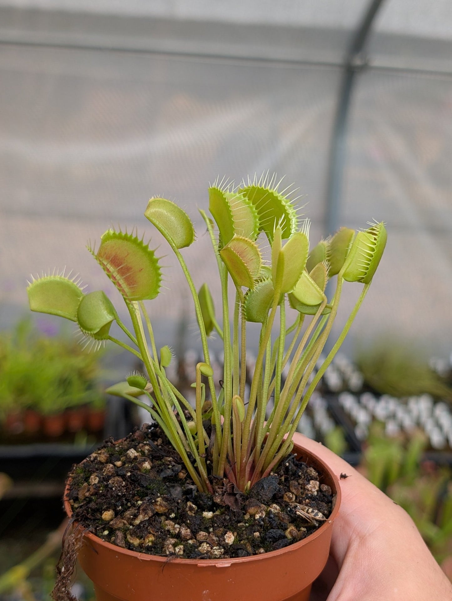 Planta carnívora - Dionaea muscipula Spider - Carniterrace - Comprar en tienda online