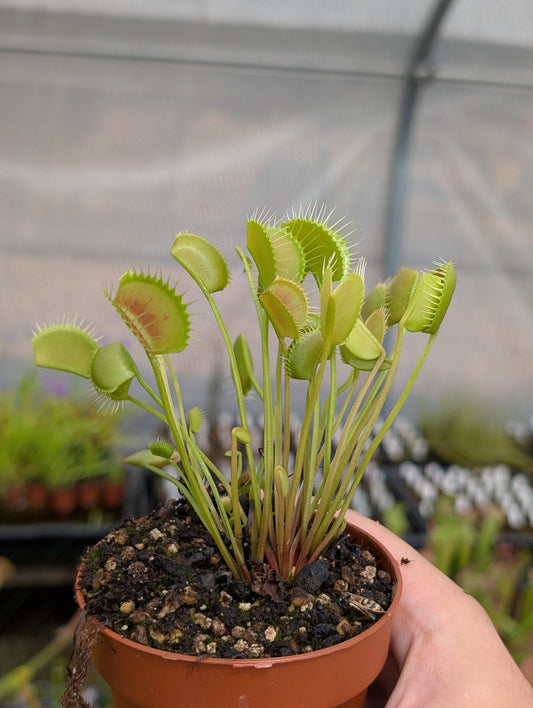 Planta carnívora - Dionaea muscipula Spider - Carniterrace - Comprar en tienda online