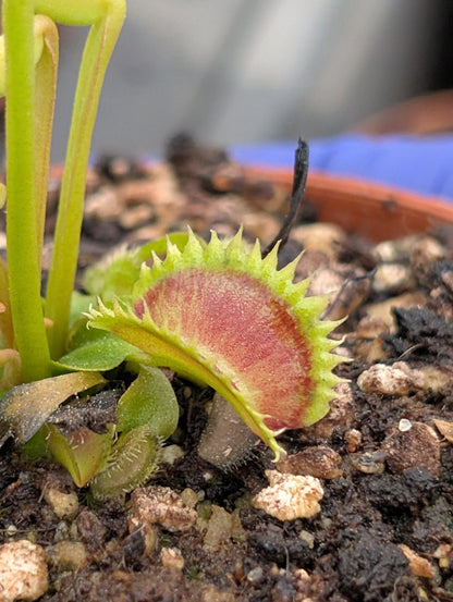 Planta carnívora - Dionaea muscipula 'Supernova' - Carniterrace - Comprar en tienda online
