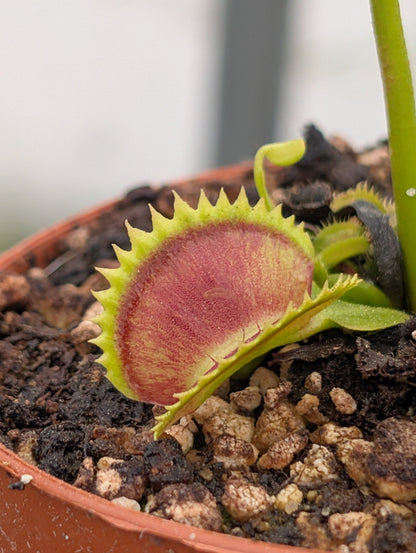 Planta carnívora - Dionaea muscipula 'Supernova' - Carniterrace - Comprar en tienda online