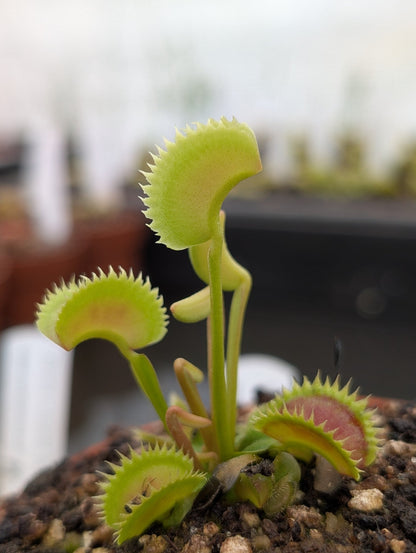Planta carnívora - Dionaea muscipula 'Supernova' - Carniterrace - Comprar en tienda online
