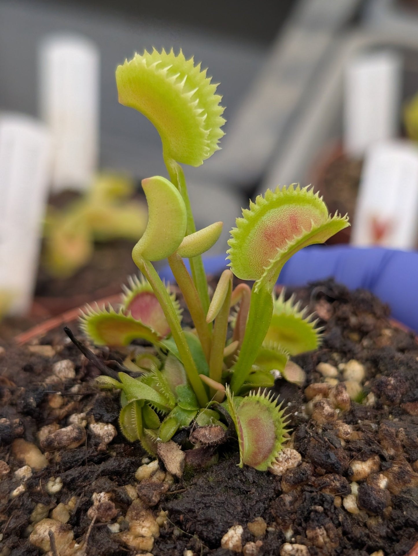 Planta carnívora - Dionaea muscipula 'Supernova' - Carniterrace - Comprar en tienda online