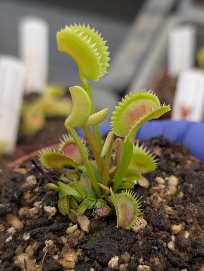 Planta carnívora - Dionaea muscipula 'Supernova' - Carniterrace - Comprar en tienda online