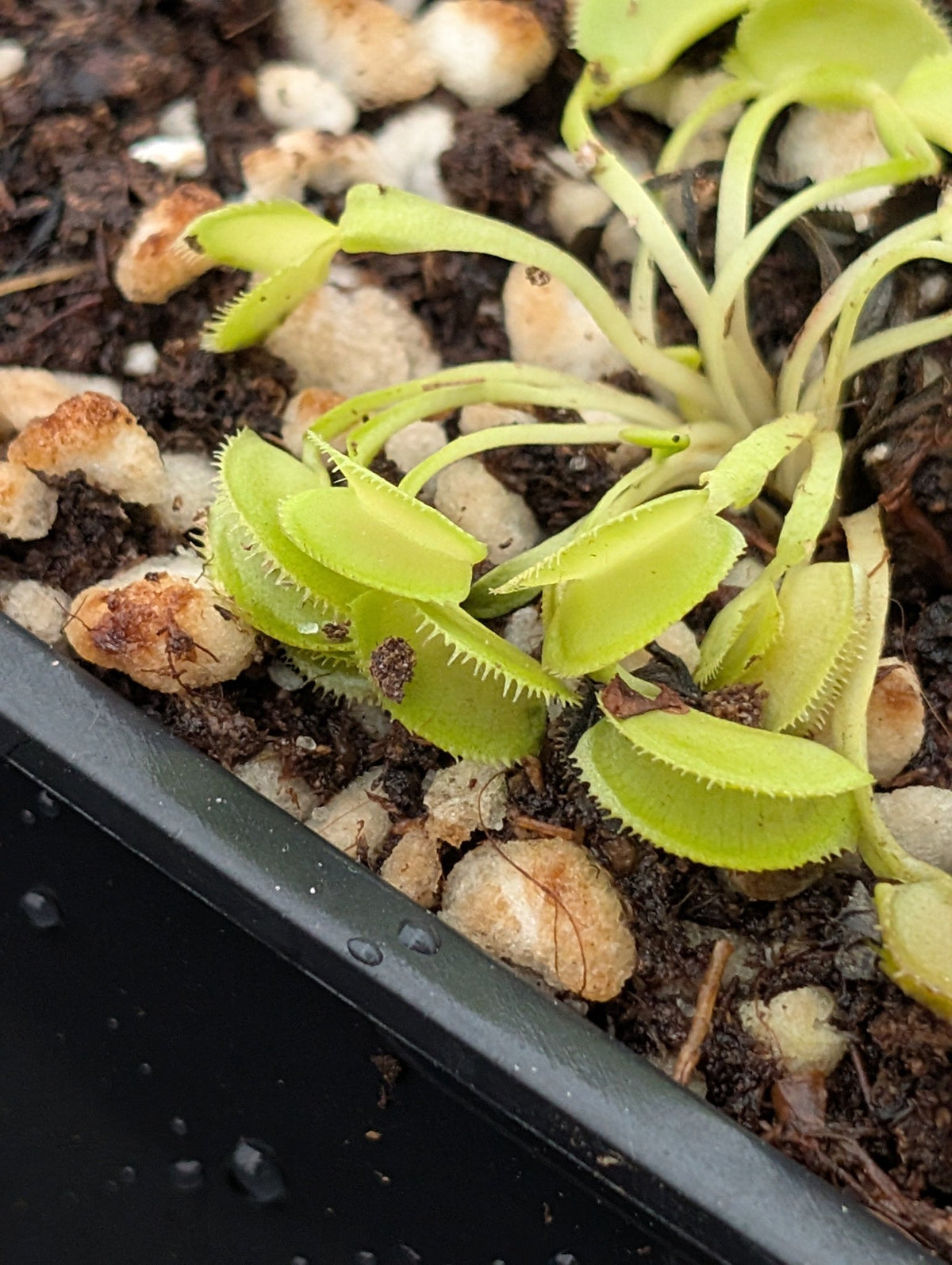 Planta carnívora - Dionaea muscipula ‘Touraco’ - Carniterrace - Comprar en tienda online