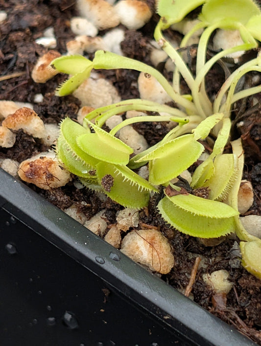 Planta carnívora - Dionaea muscipula ‘Touraco’ - Carniterrace - Comprar en tienda online