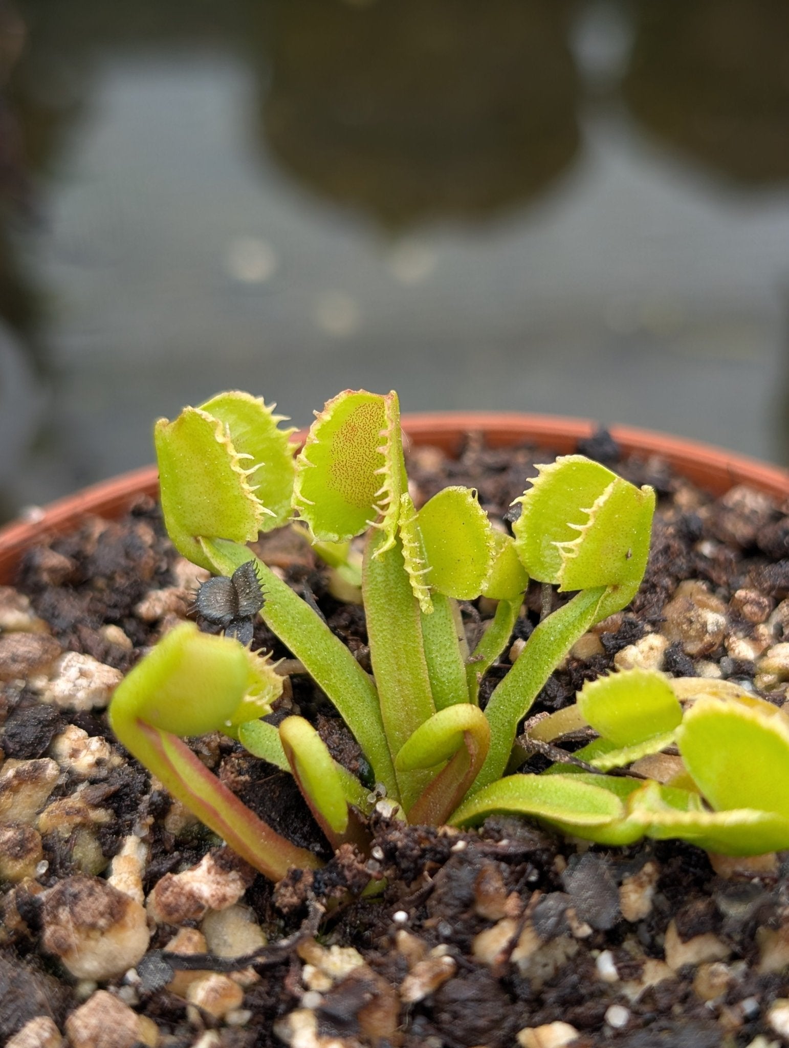 Planta carnívora - Dionaea muscipula 'Werewolf' - Carniterrace - Comprar en tienda online
