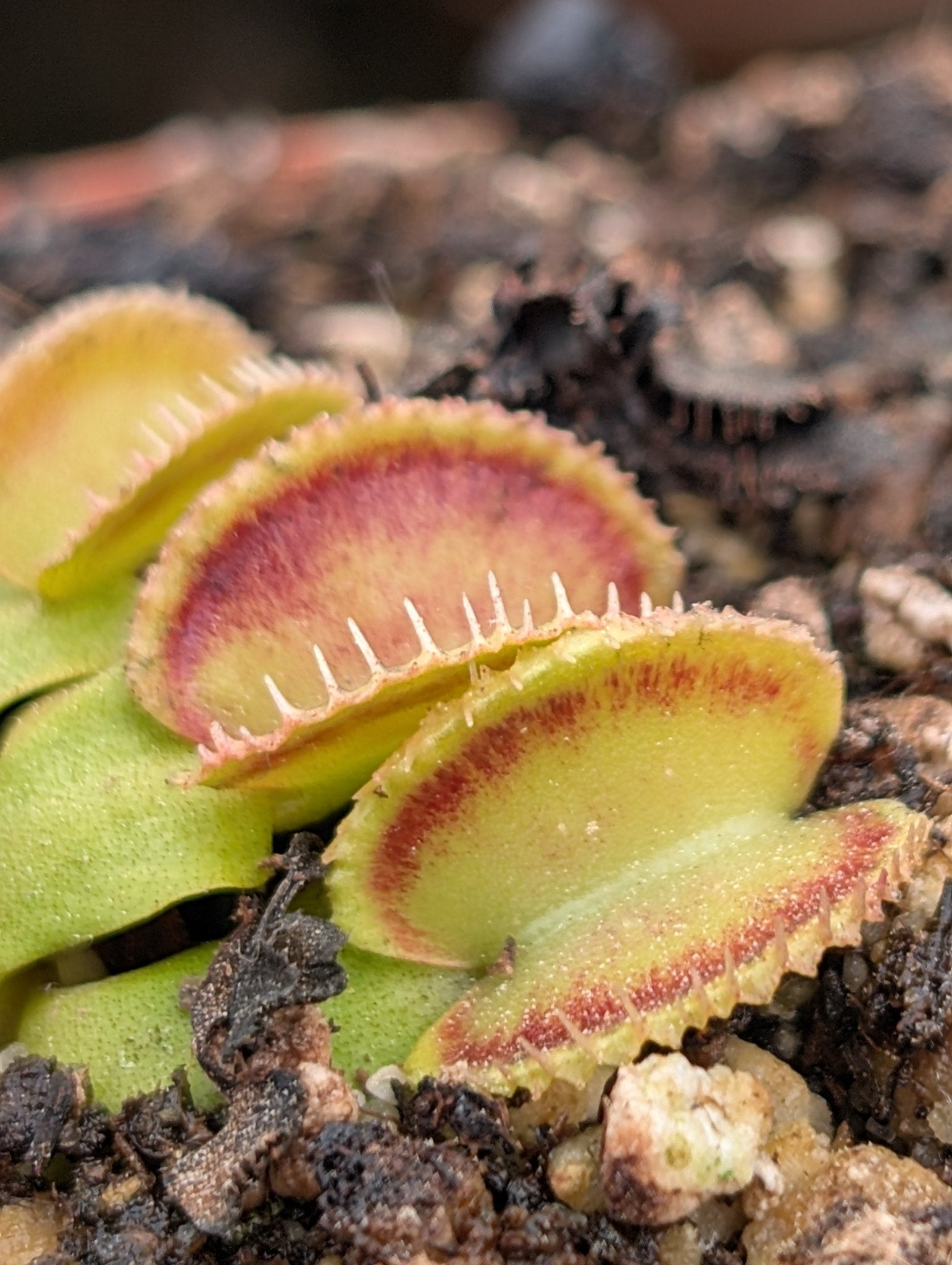 Planta carnívora - Dionaea muscipula 'Wiki purple trap' - Carniterrace - Comprar en tienda online