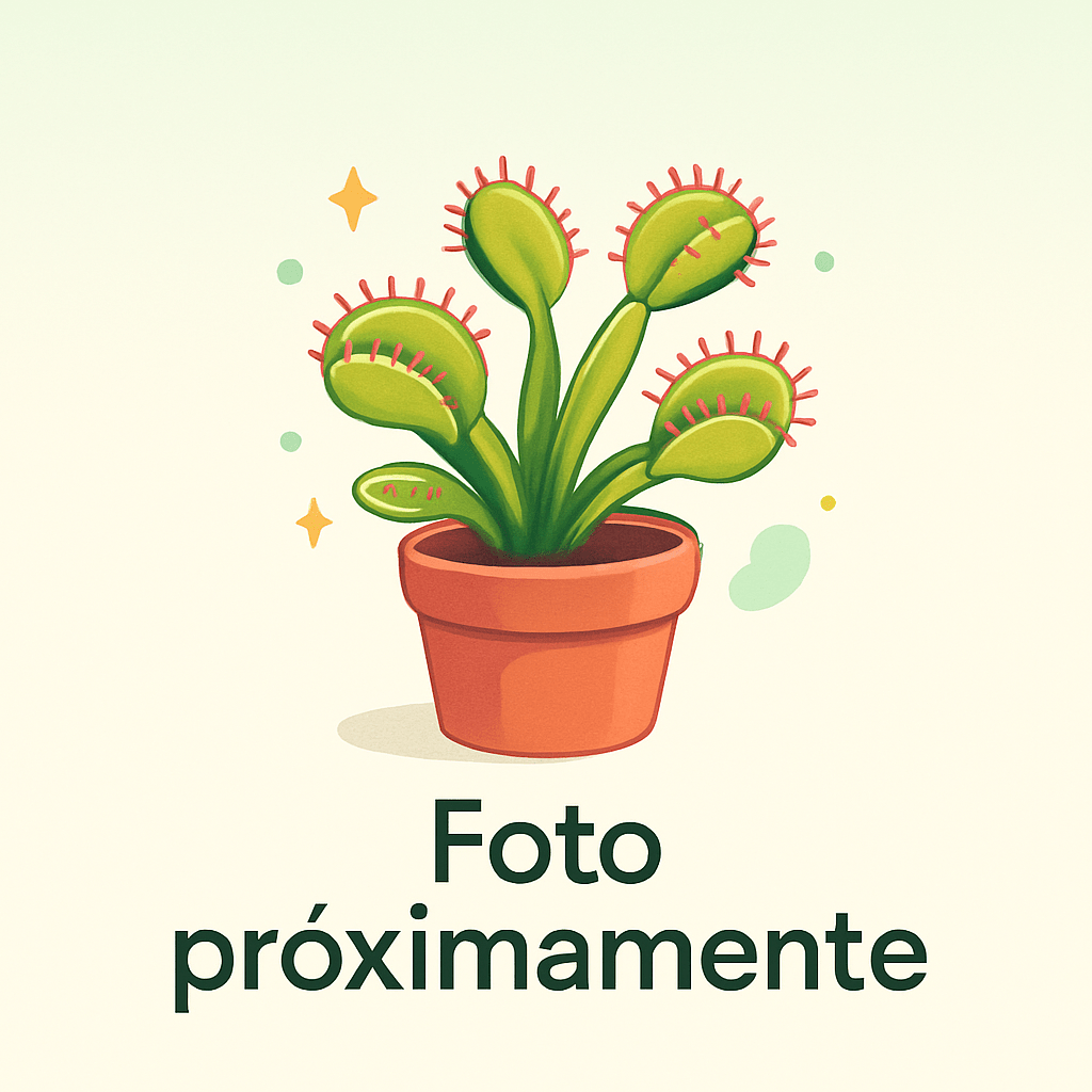 Planta carnívora - Drosera adelae - Carniterrace - Comprar en tienda online