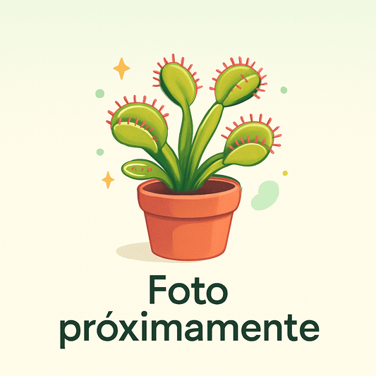 Planta carnívora - Drosera adelae - Carniterrace - Comprar en tienda online