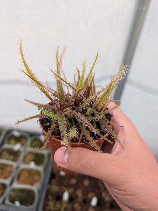Planta carnívora - Drosera adelae - Carniterrace - Comprar en tienda online