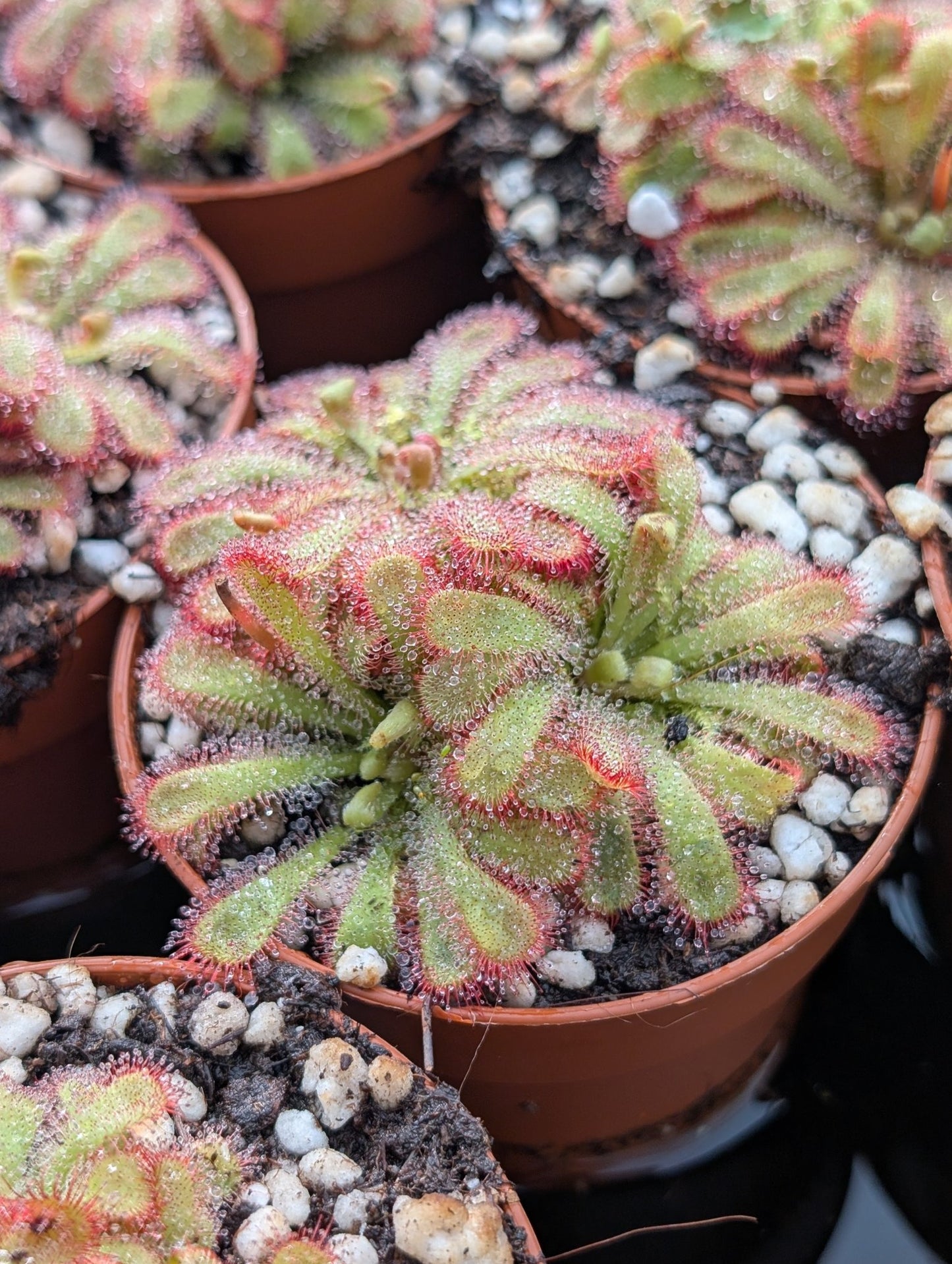 Planta carnívora - Drosera aliciae - Carniterrace - Comprar en tienda online