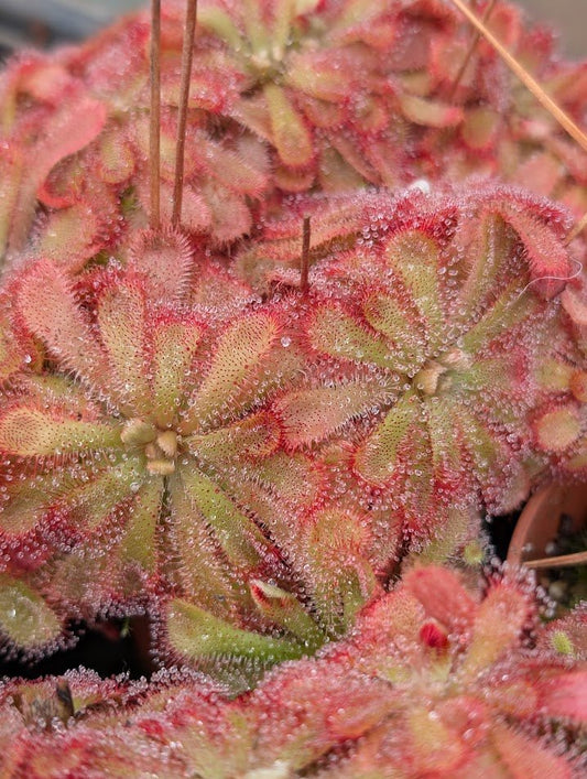 Planta carnívora - Drosera aliciae - Carniterrace - Comprar en tienda online