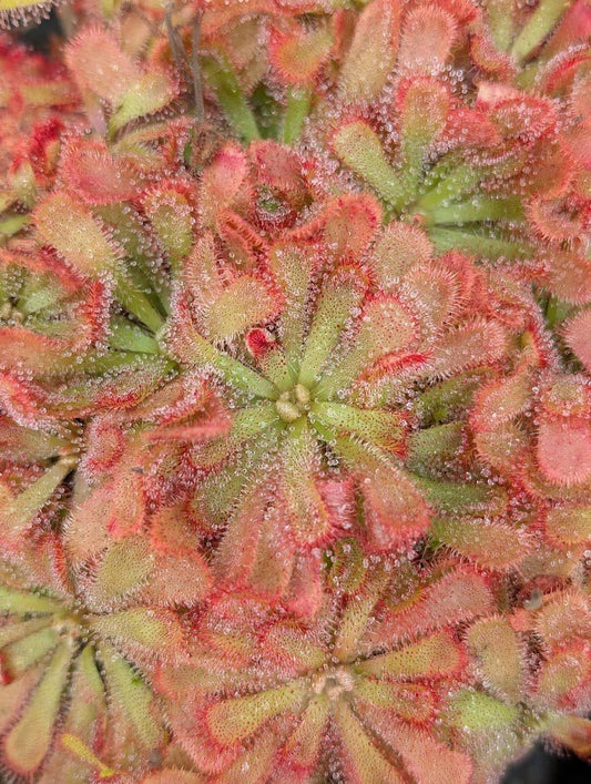 Planta carnívora - Drosera aliciae - Carniterrace - Comprar en tienda online