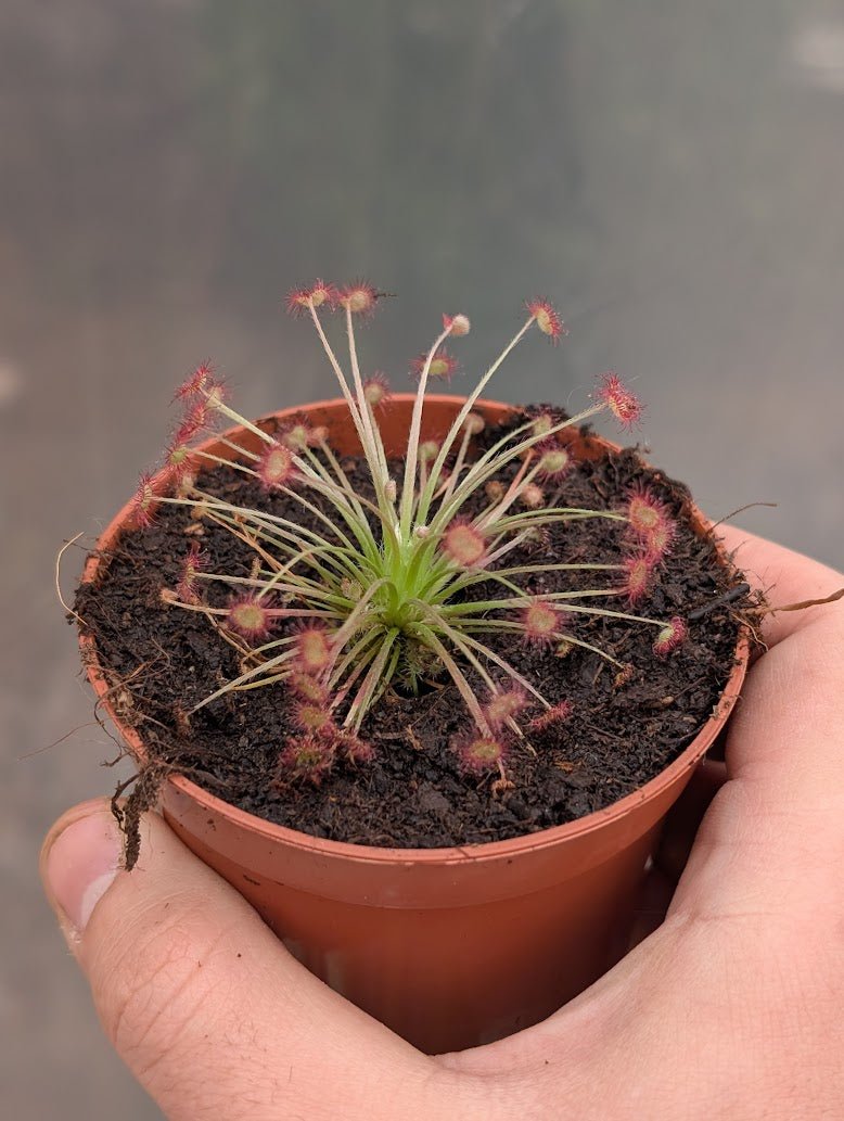 Planta carnívora - Drosera paradoxa - Carniterrace - Comprar en tienda online