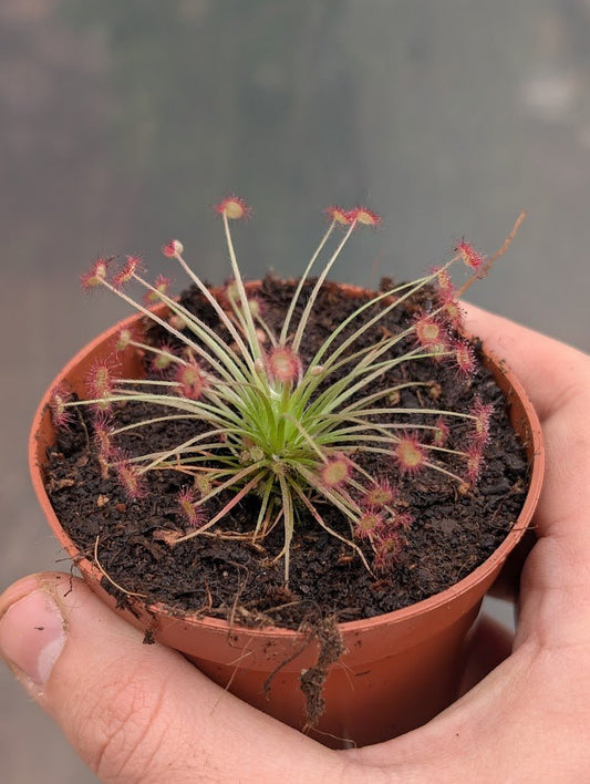Planta carnívora - Drosera paradoxa - Carniterrace - Comprar en tienda online