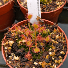 Planta carnívora - Drosera rotundifolia - Carniterrace - Comprar en tienda online