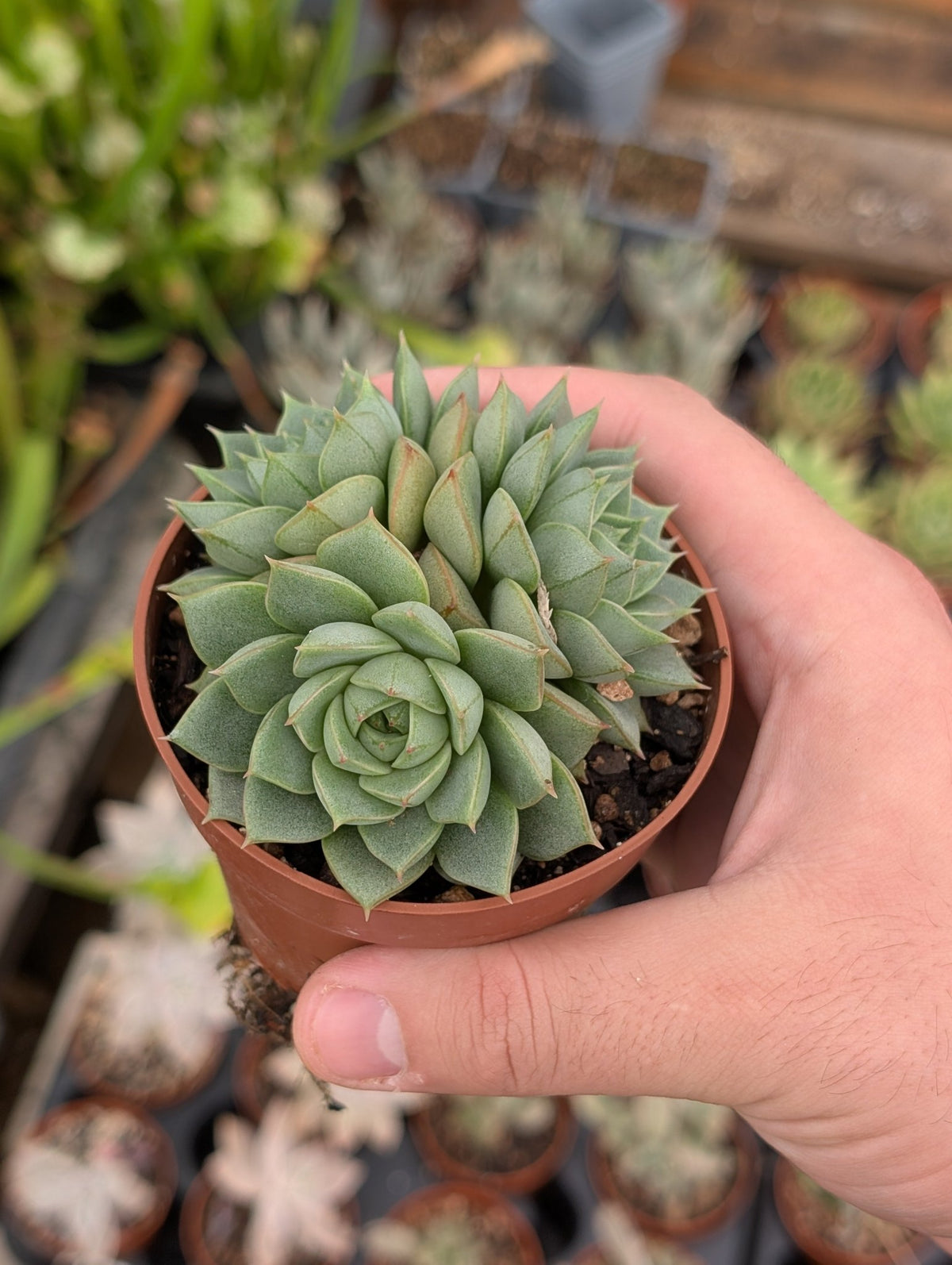 Planta carnívora - Echeveria 'Fabiola' - Carniterrace - Comprar en tienda online