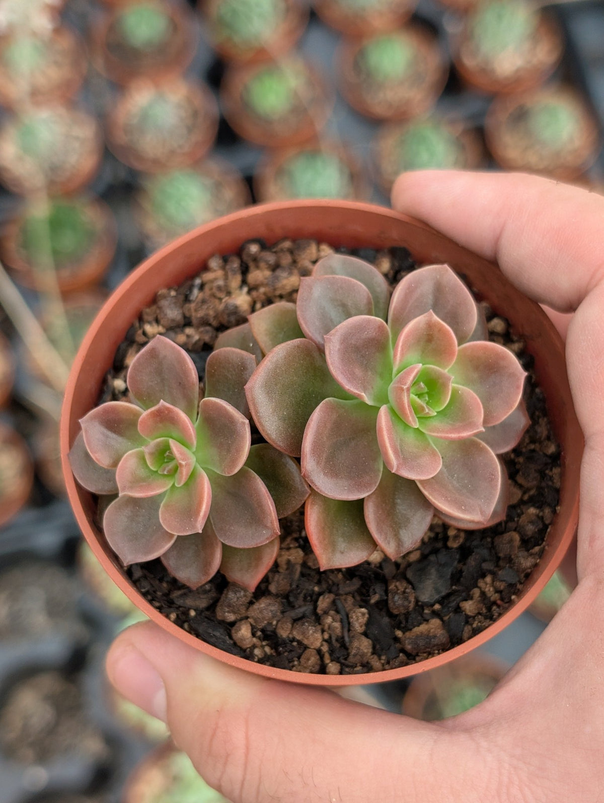 Planta carnívora - Echeveria melaco - Carniterrace - Comprar en tienda online