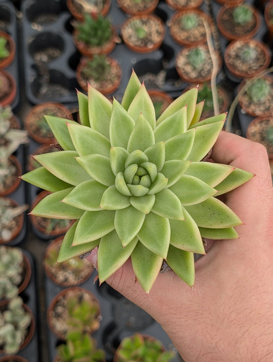 Planta carnívora - Echeveria miranda 8,5cm - Carniterrace - Comprar en tienda online