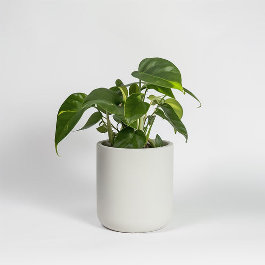 Planta carnívora - Example product - Carniterrace - Comprar en tienda online