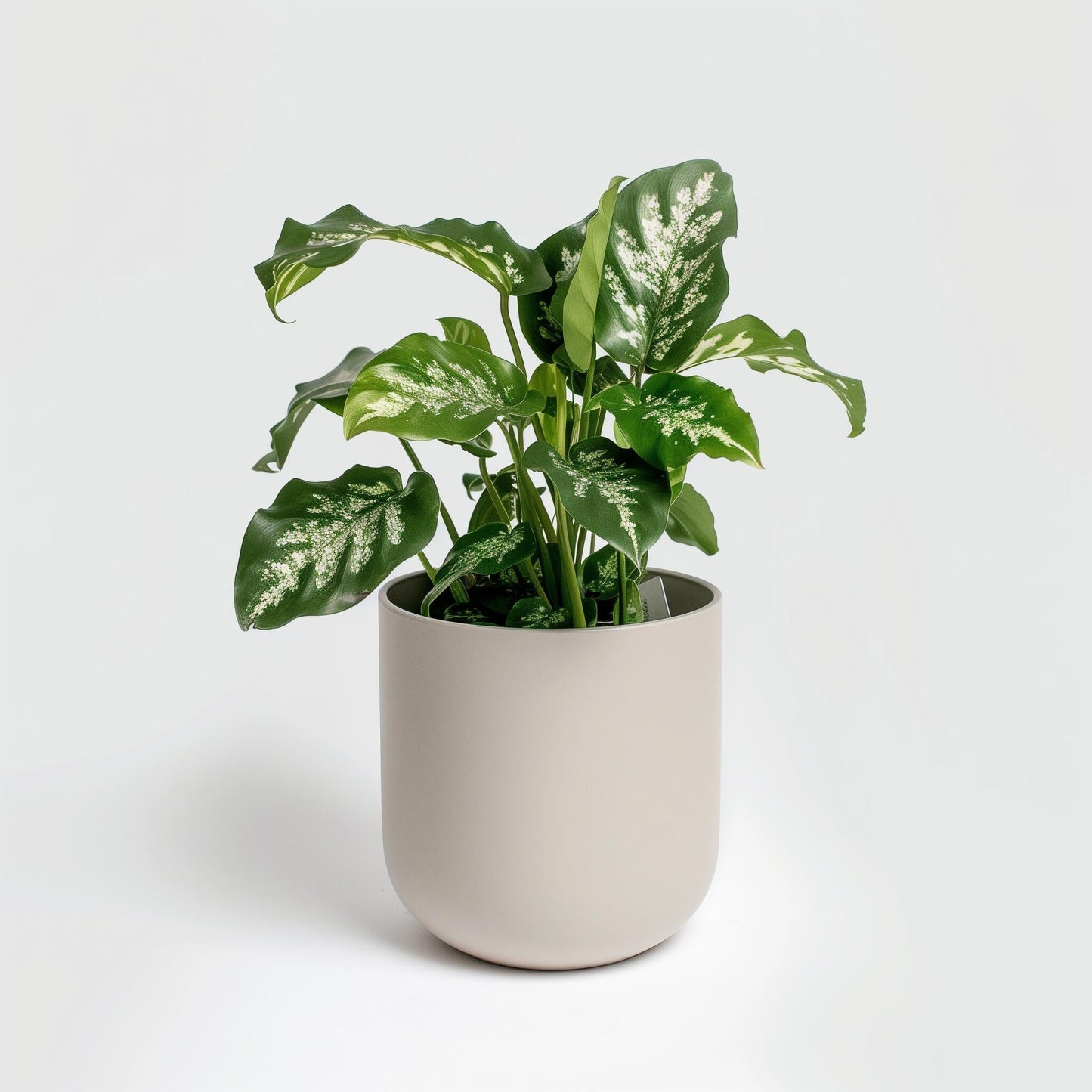 Planta carnívora - Example product - Carniterrace - Comprar en tienda online