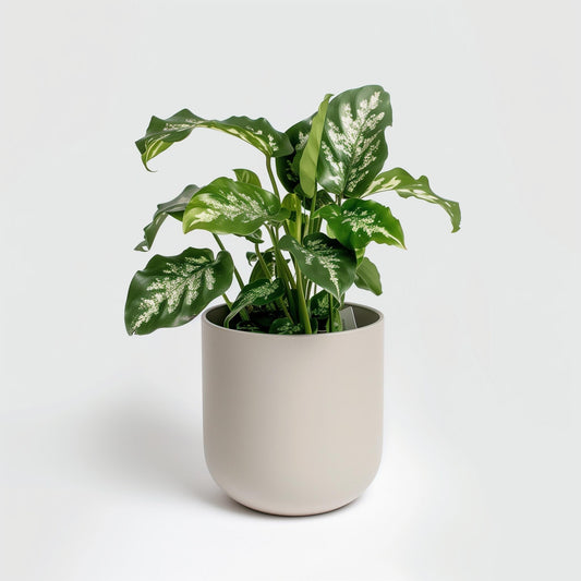 Planta carnívora - Example product - Carniterrace - Comprar en tienda online