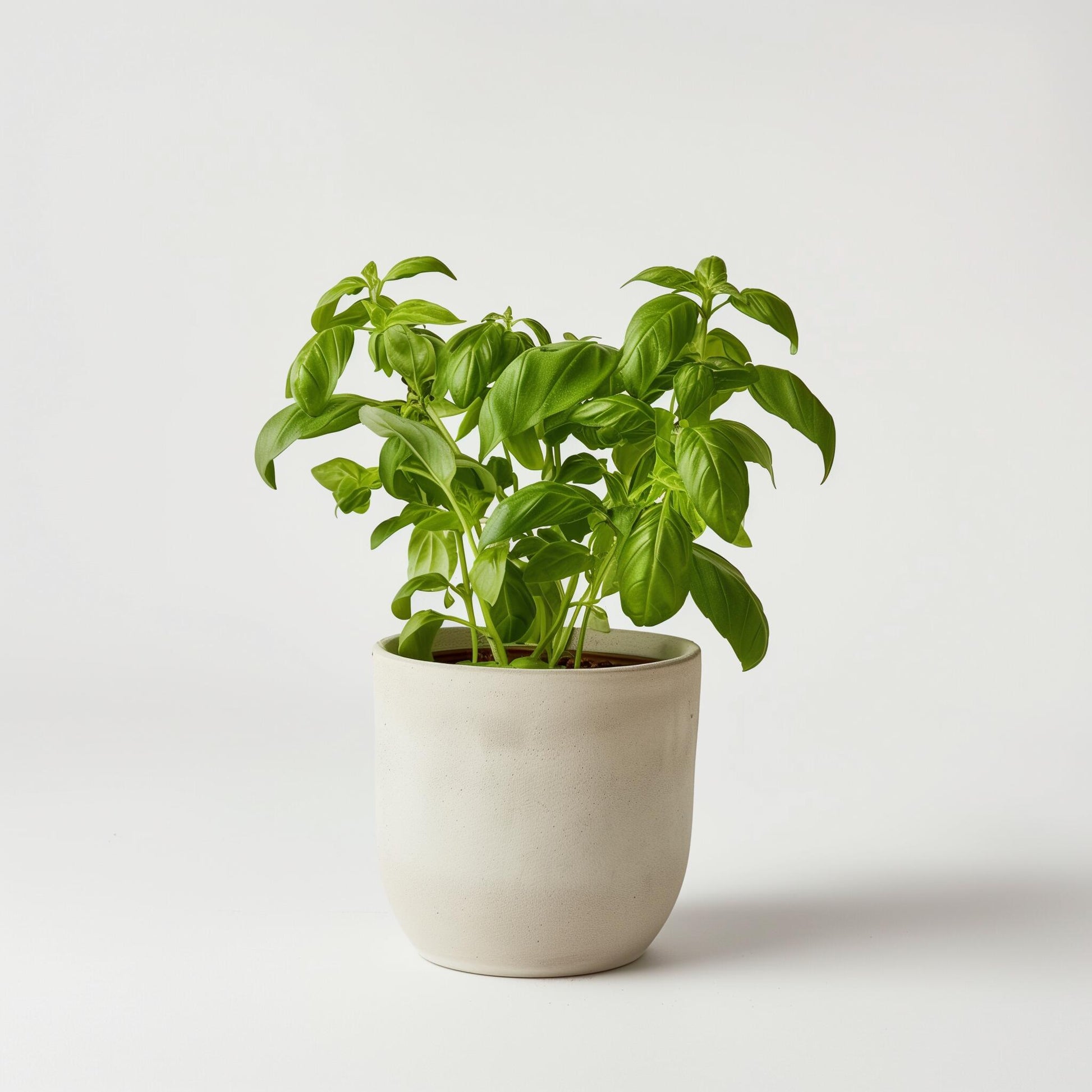 Planta carnívora - Example product - Carniterrace - Comprar en tienda online