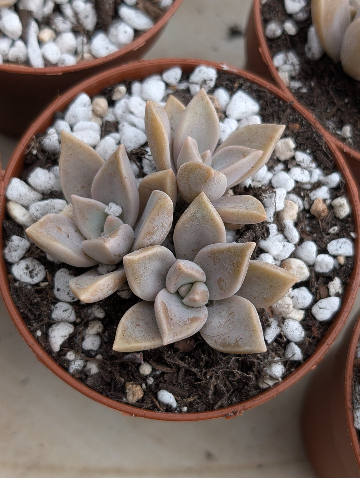 Planta carnívora - Graptopetalum paraguayense - Carniterrace - Comprar en tienda online