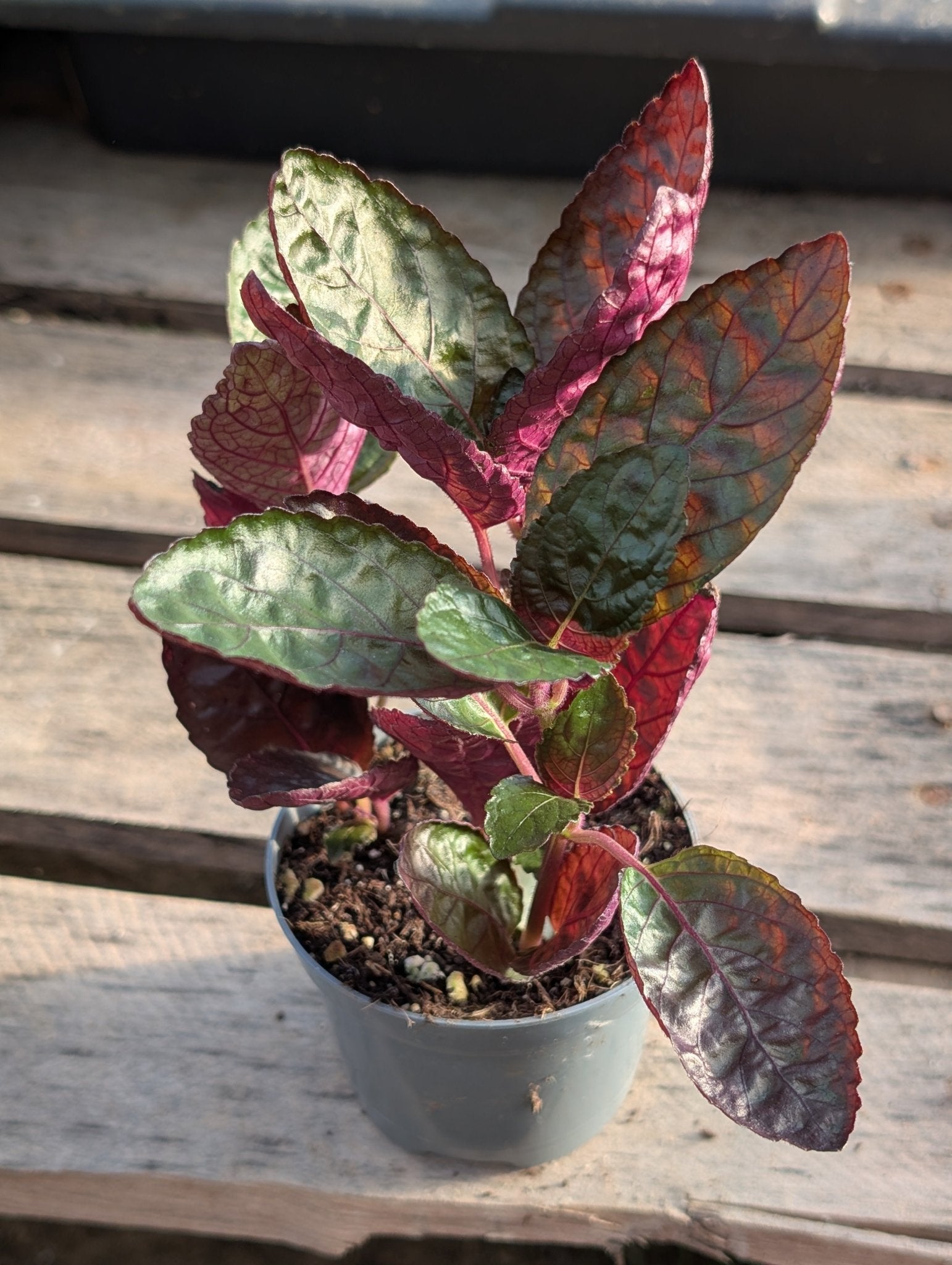 Planta carnívora - Hemigraphis alternata 'Exotica' - Carniterrace - Comprar en tienda online