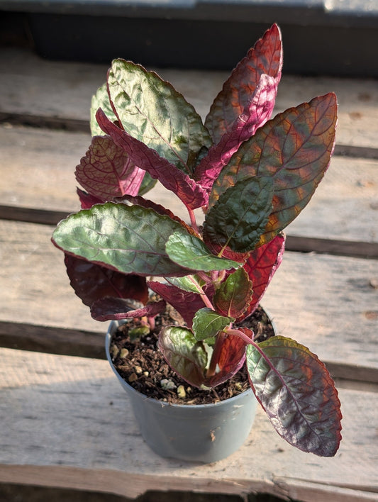 Planta carnívora - Hemigraphis alternata 'Exotica' - Carniterrace - Comprar en tienda online