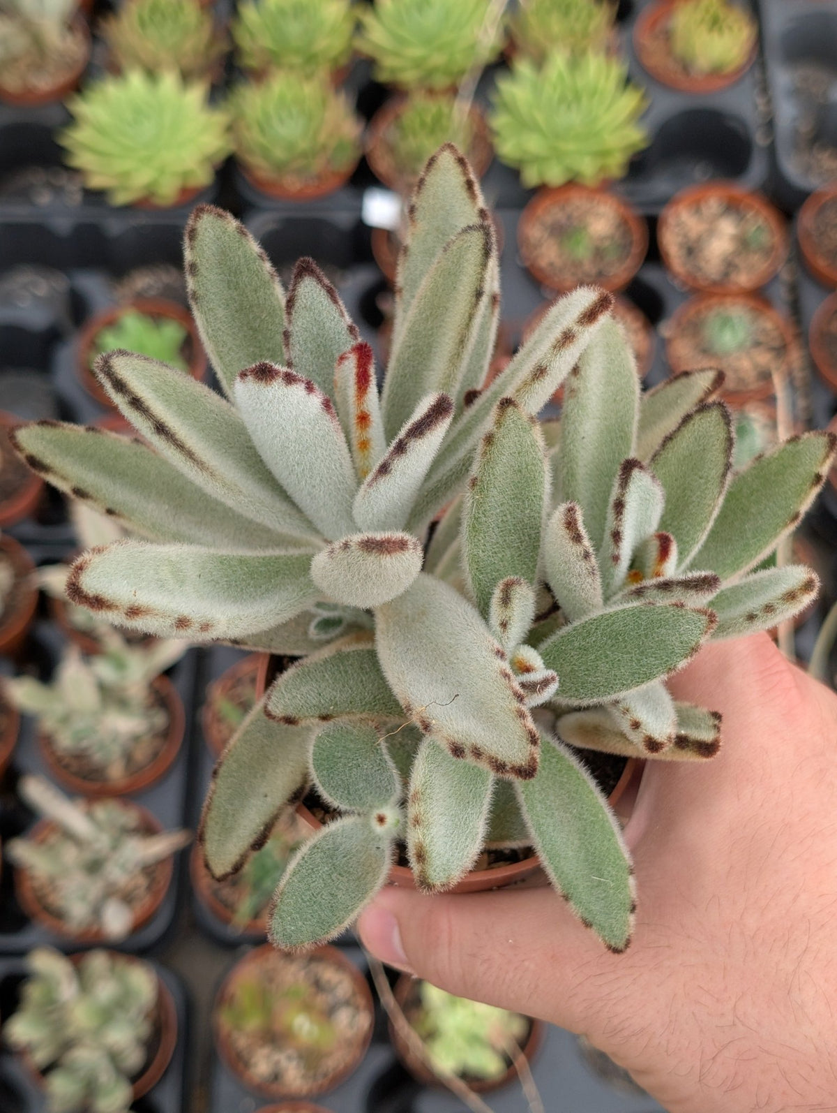 Planta carnívora - Kalanchoe tomentosa - Carniterrace - Comprar en tienda online