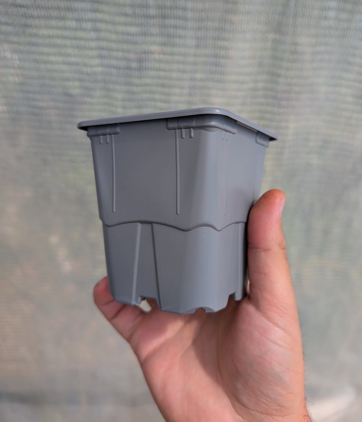 Planta carnívora - Maceta 9x9x9,5 cuadrada gris. - Carniterrace - Comprar en tienda online