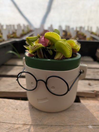 Planta carnívora - Macetero Harry Especial (Para maceta de 8,5cm) - Carniterrace - Comprar en tienda online