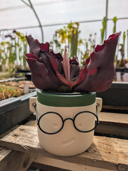 Planta carnívora - Macetero Harry Especial (Para maceta de 8,5cm) - Carniterrace - Comprar en tienda online
