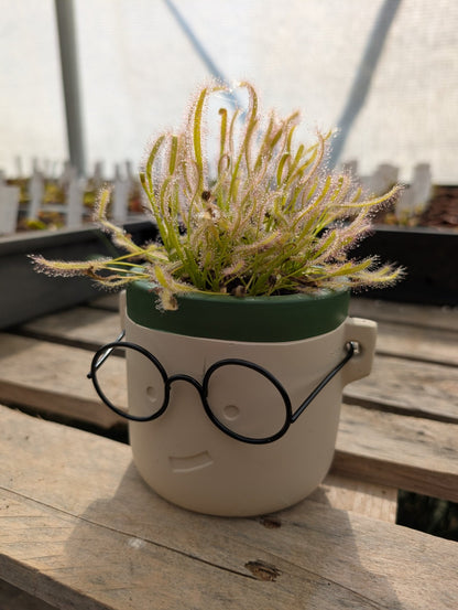 Planta carnívora - Macetero Harry Especial (Para maceta de 8,5cm) - Carniterrace - Comprar en tienda online