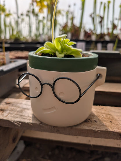 Planta carnívora - Macetero Harry Especial (Para maceta de 8,5cm) - Carniterrace - Comprar en tienda online