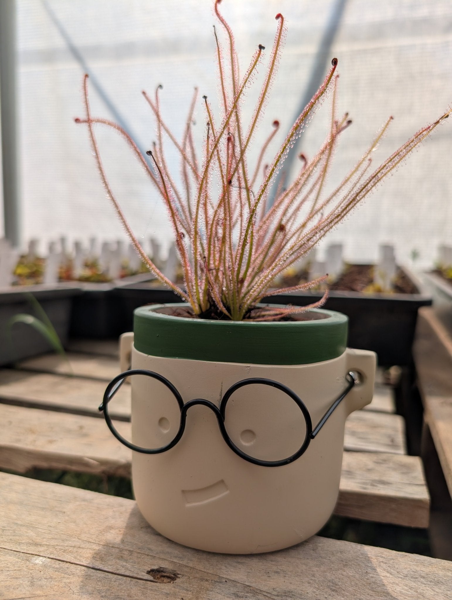 Planta carnívora - Macetero Harry Especial (Para maceta de 8,5cm) - Carniterrace - Comprar en tienda online