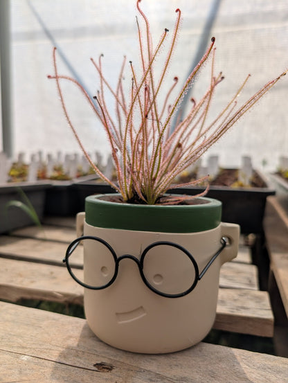 Planta carnívora - Macetero Harry Especial (Para maceta de 8,5cm) - Carniterrace - Comprar en tienda online