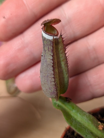 Planta carnívora - Nepenthes albomarginata - Carniterrace - Comprar en tienda online