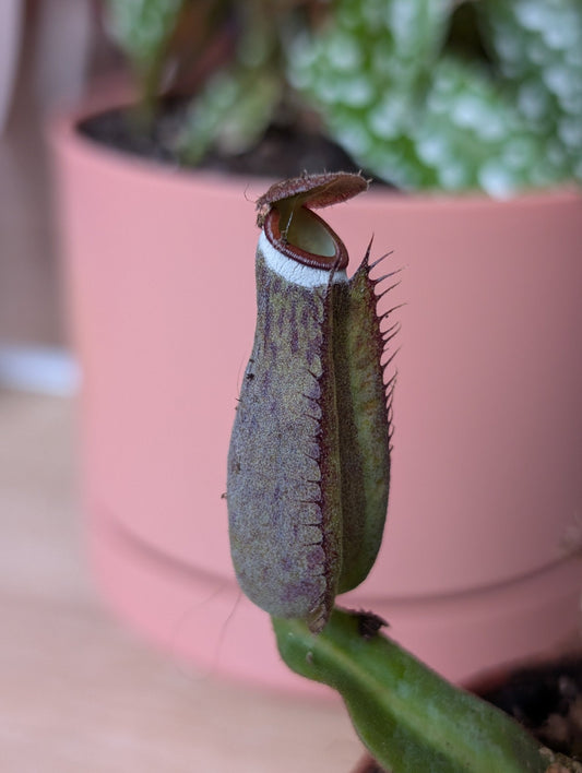 Planta carnívora - Nepenthes albomarginata - Carniterrace - Comprar en tienda online