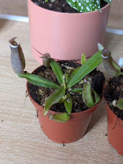 Planta carnívora - Nepenthes albomarginata - Carniterrace - Comprar en tienda online