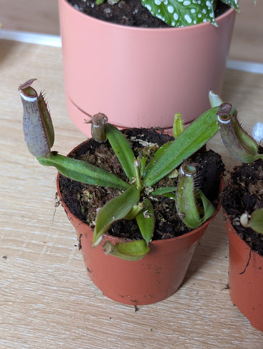 Planta carnívora - Nepenthes albomarginata - Carniterrace - Comprar en tienda online